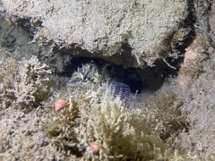 Oxylebius pictus