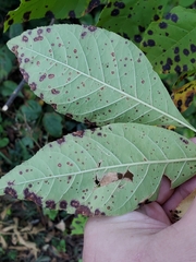 Mycosphaerella fraxinicola