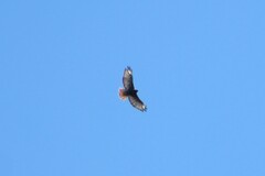 Buteo jamaicensis calurus