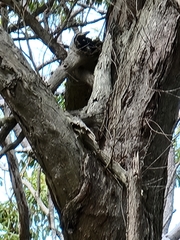 Melaleuca styphelioides