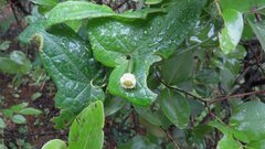 Solena amplexicaulis