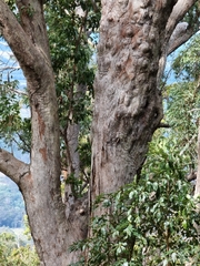 Melaleuca styphelioides