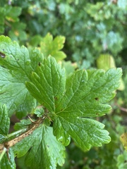 Ribes oxyacanthoides oxyacanthoides