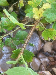 Ribes oxyacanthoides oxyacanthoides