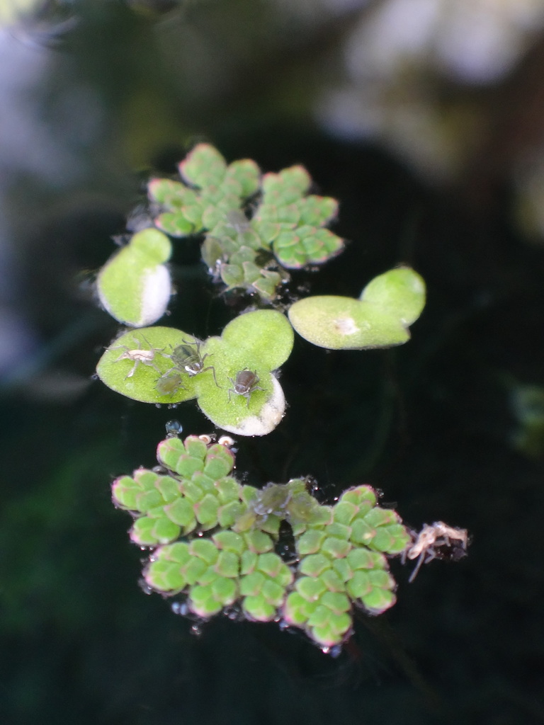 Waterlily aphid