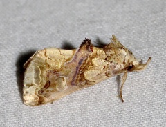 Plusiodonta compressipalpis