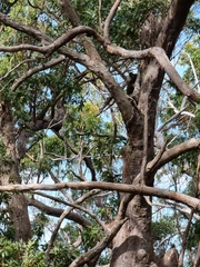 Melaleuca styphelioides