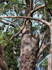 Melaleuca styphelioides