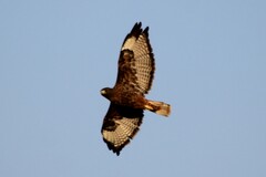Buteo jamaicensis calurus
