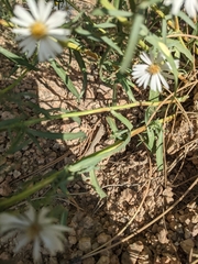 Symphyotrichum falcatum