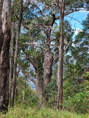 Melaleuca styphelioides