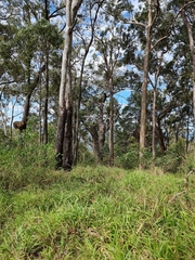 Melaleuca styphelioides