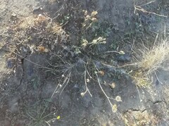 Linaria genistifolia