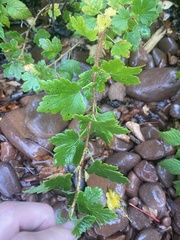 Ribes oxyacanthoides oxyacanthoides