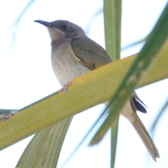 Lichmera indistincta