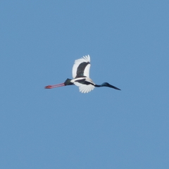 Ephippiorhynchus asiaticus