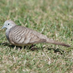 Geopelia placida