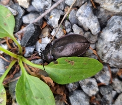 Carabus nemoralis