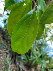 Cryptocarya chinensis