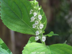 Perilla frutescens