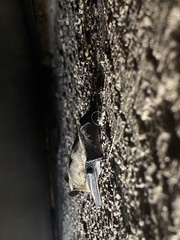 Parastrellus hesperus