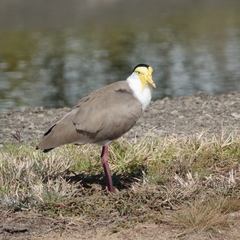 Vanellus miles miles