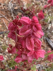 Grayia spinosa
