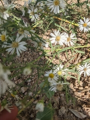 Symphyotrichum falcatum