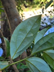 Cryptocarya chinensis