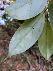 Cryptocarya chinensis