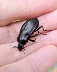 Carabus nemoralis