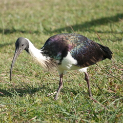 Threskiornis spinicollis