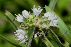 Spermacoce verticillata