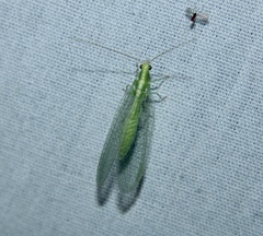 Chrysoperla rufilabris