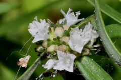 Spermacoce verticillata