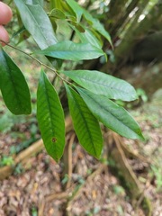 Castanopsis carlesii