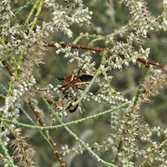 Apiomerus flaviventris