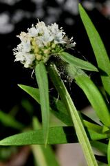 Spermacoce verticillata