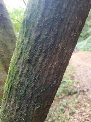 Castanopsis carlesii