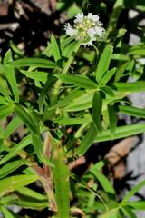 Spermacoce verticillata