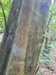 Castanopsis carlesii