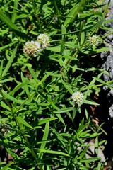Spermacoce verticillata