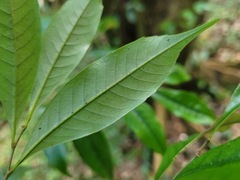 Castanopsis carlesii