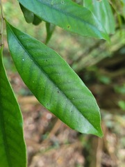 Castanopsis carlesii