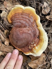 Ganoderma polychromum