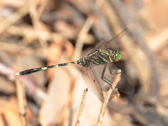 Orthetrum serapia