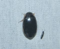 Thermonectus basillaris basillaris