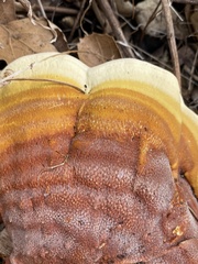 Ganoderma polychromum