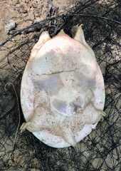 Apalone spinifera aspera