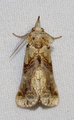 Plusiodonta compressipalpis